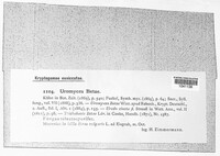 Uromyces betae image